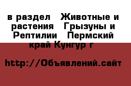  в раздел : Животные и растения » Грызуны и Рептилии . Пермский край,Кунгур г.